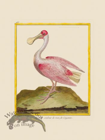 Martinet Bird 165